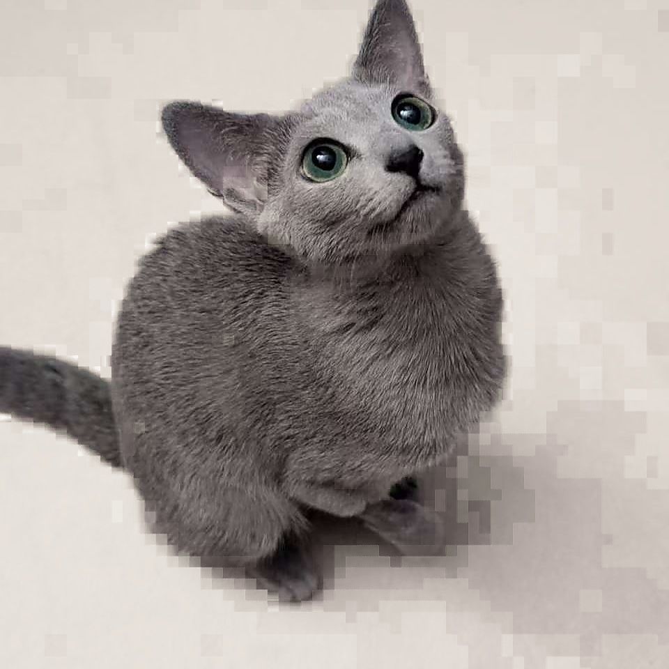 Mythie, Russian Blue